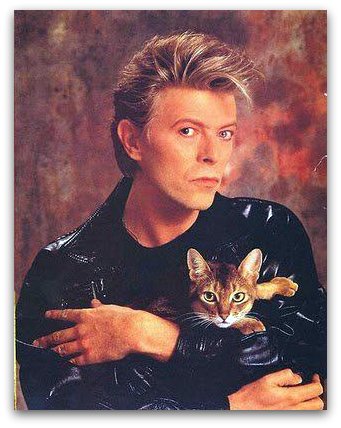 イケメンと猫を貼るトピ