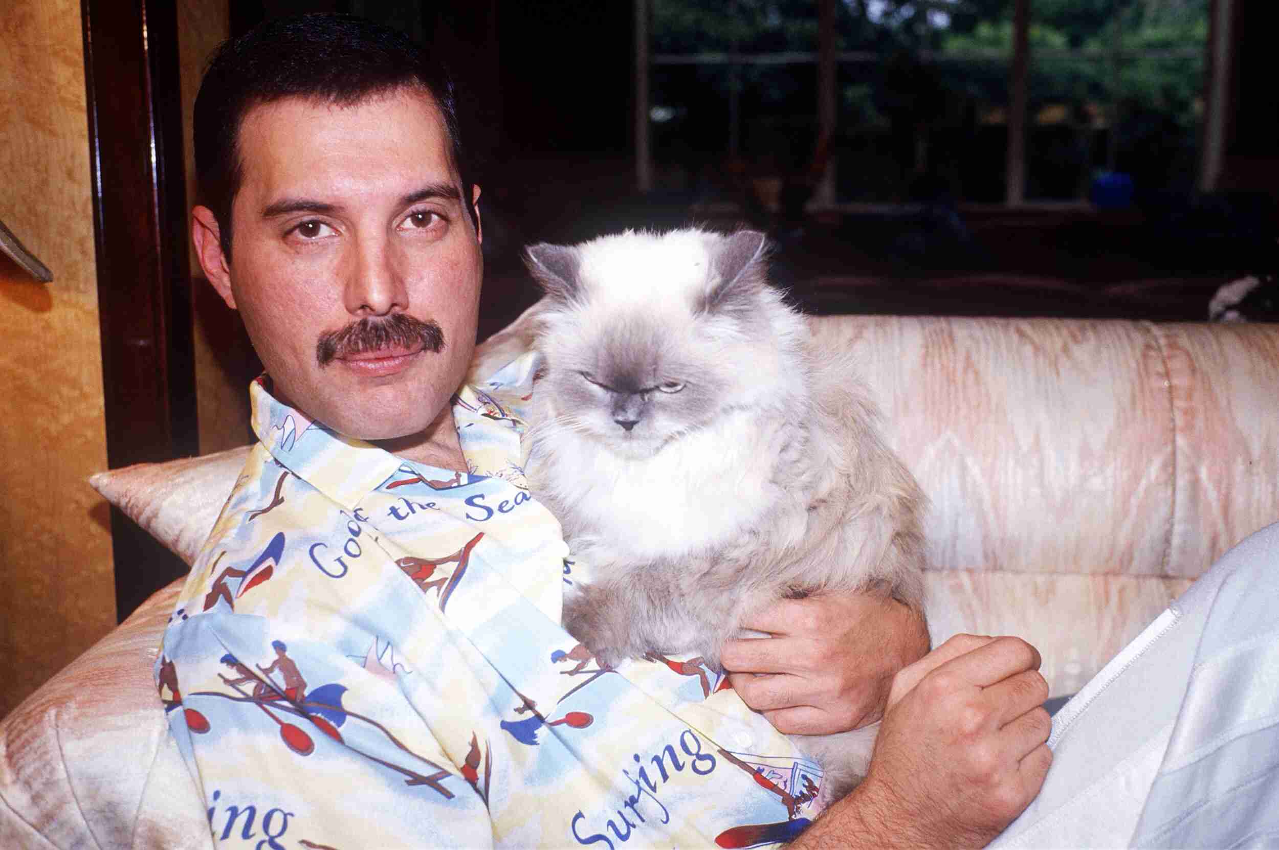 イケメンと猫を貼るトピ