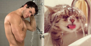 イケメンと猫を貼るトピ