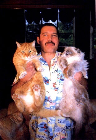 イケメンと猫を貼るトピ