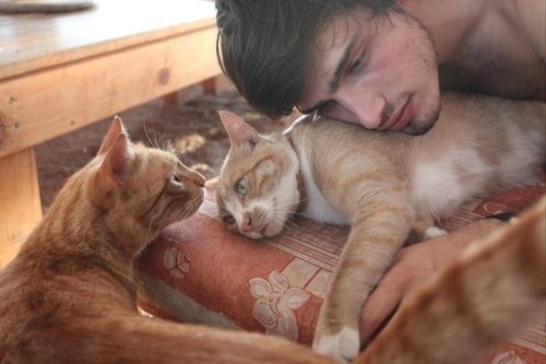イケメンと猫を貼るトピ