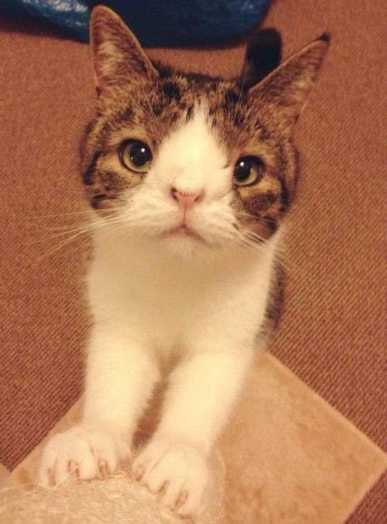 イケメンと猫を貼るトピ