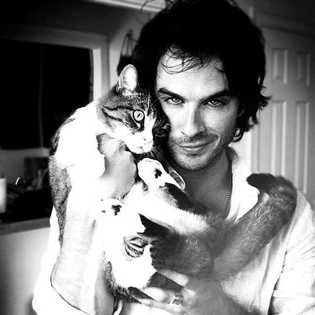 イケメンと猫を貼るトピ