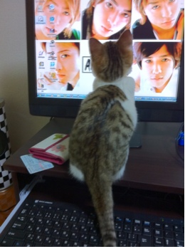 イケメンと猫を貼るトピ