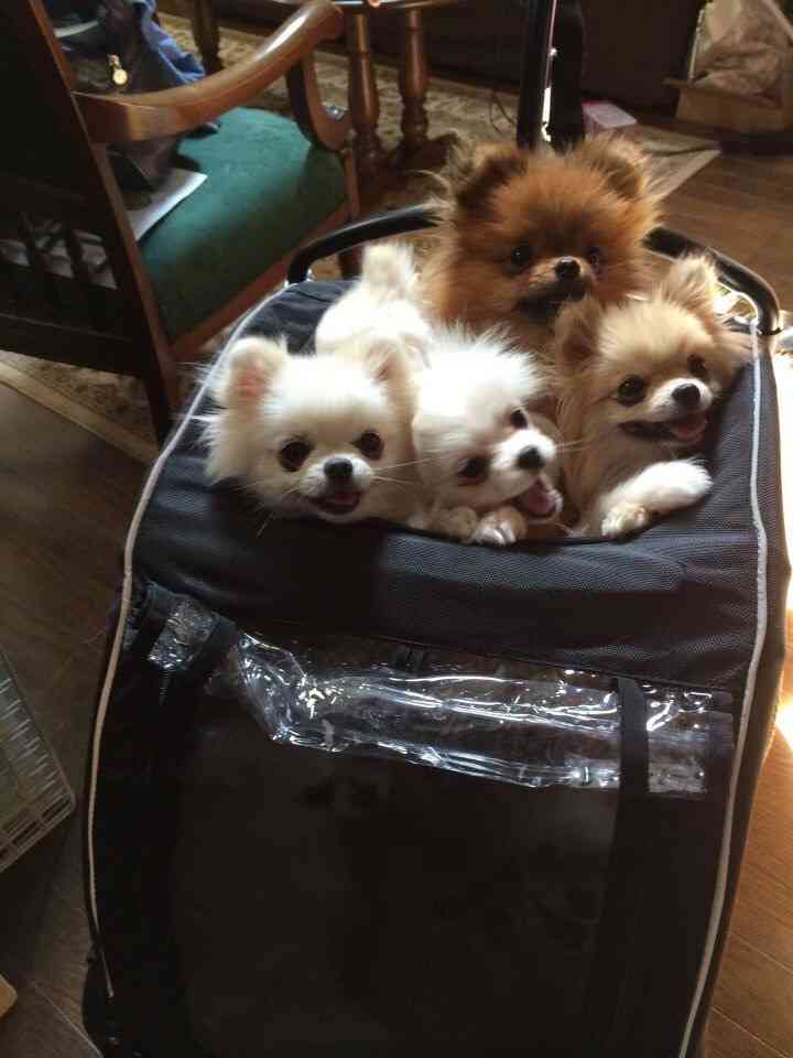 あなたの目の保養は？(*^◯^*)