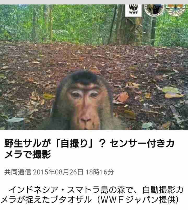 自撮り撮影絡みで起きた死亡事故は「サメに襲われて死亡した人数」よりも多いことが判明！