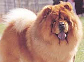 犬顔だと思う芸能人