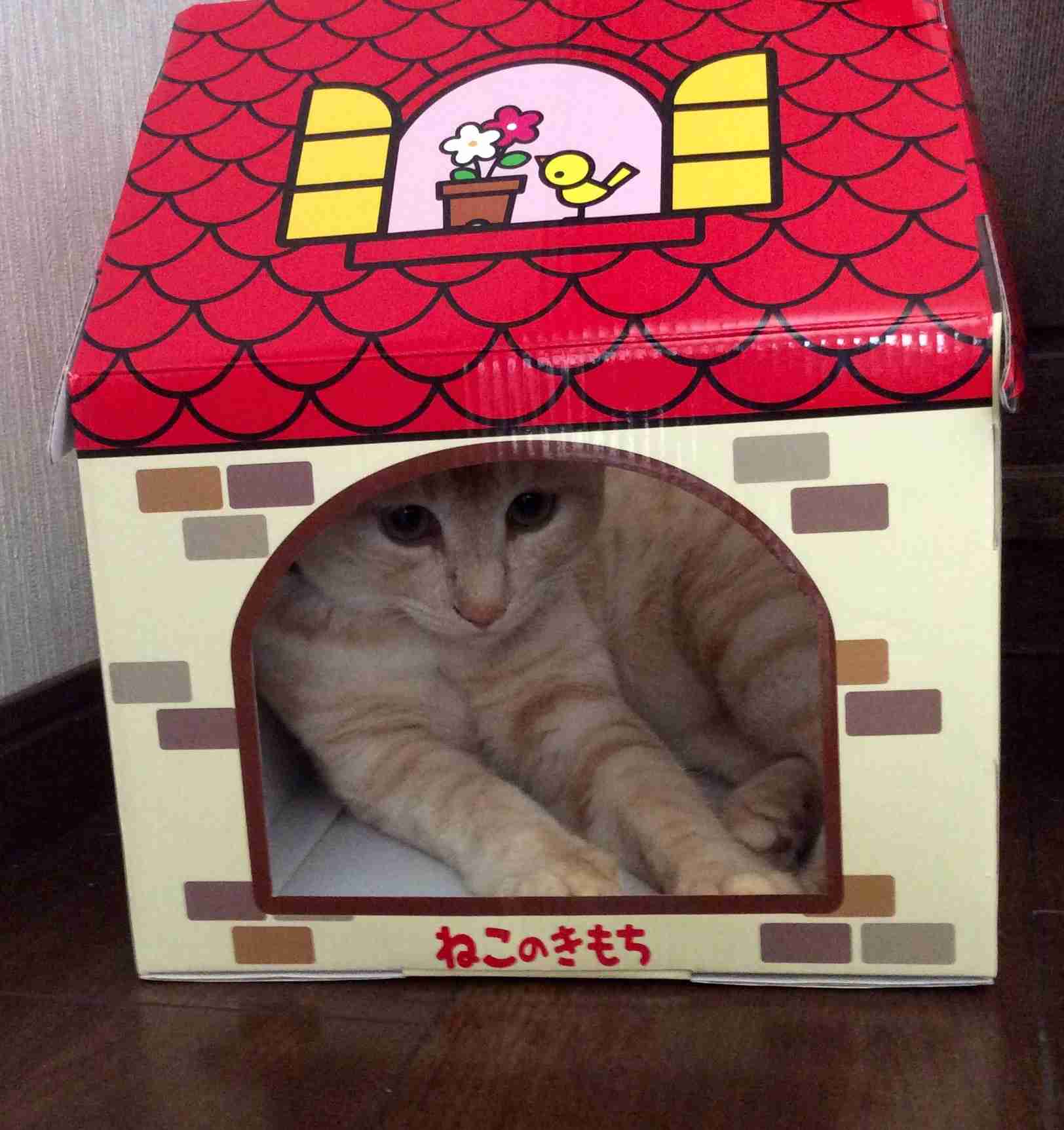 とことん脱線するトピ