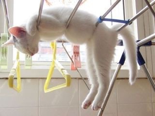 眠たくなりそうなコメント下さい