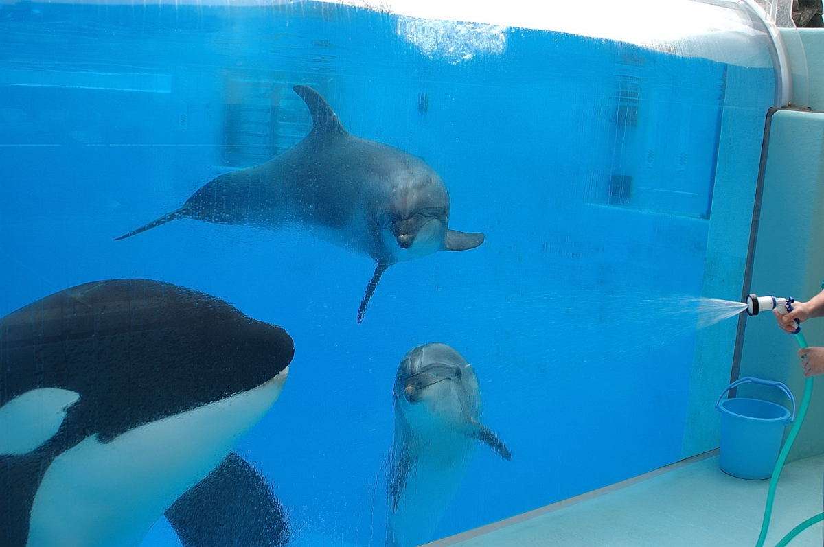 ガルちゃん動物園！