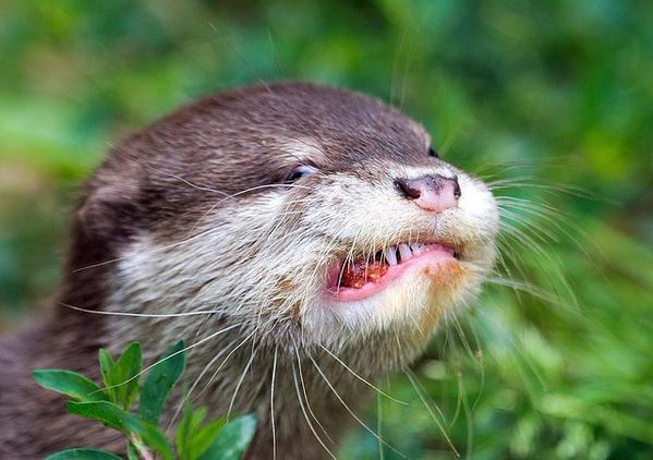 ガルちゃん動物園！