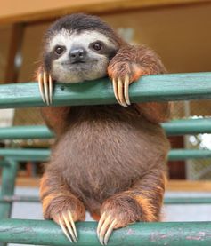 ガルちゃん動物園！