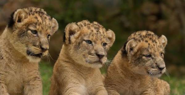 ガルちゃん動物園！