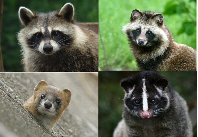 ガルちゃん動物園！