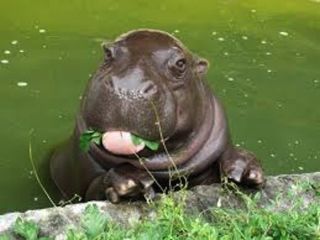 ガルちゃん動物園！