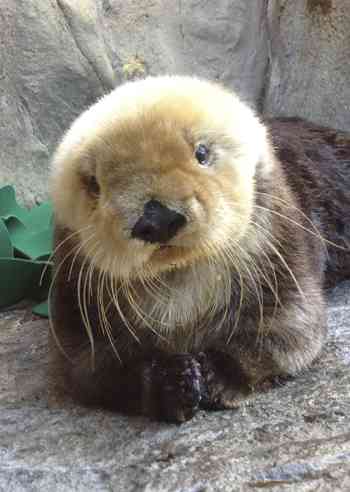 ガルちゃん動物園！