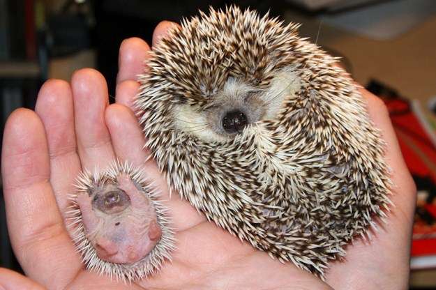 ガルちゃん動物園！