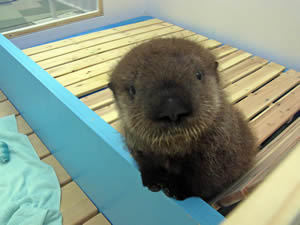 ガルちゃん動物園！