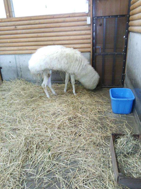 ガルちゃん動物園！