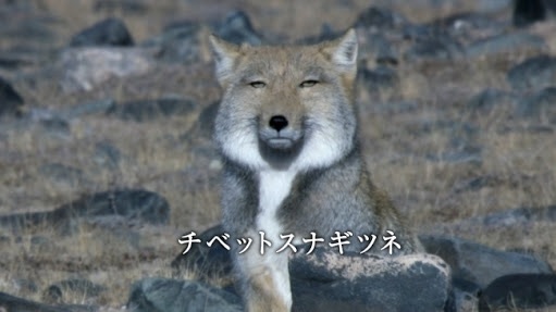 ガルちゃん動物園！