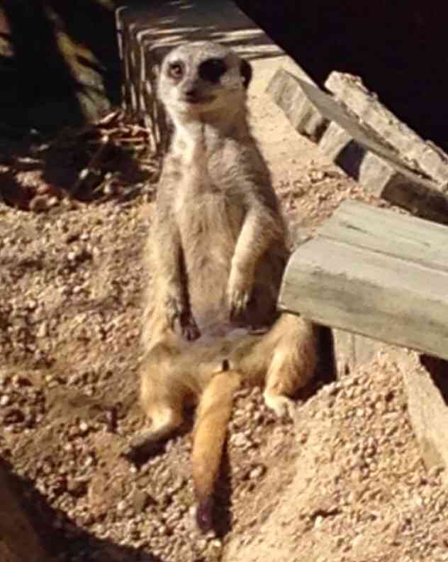 ガルちゃん動物園！