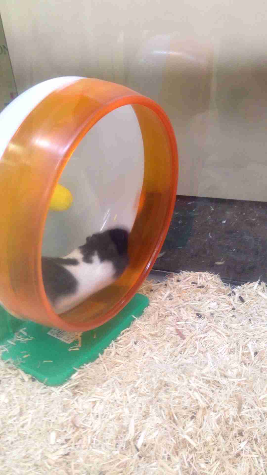ガルちゃん動物園！