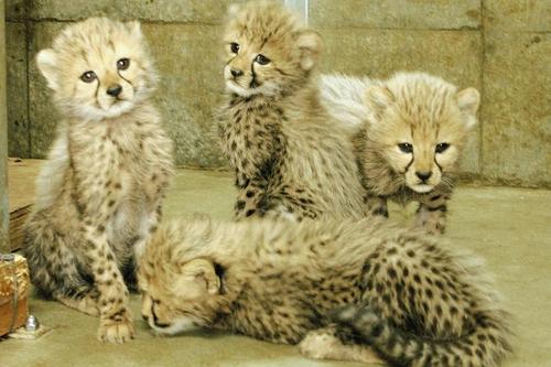 ガルちゃん動物園！