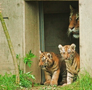 ガルちゃん動物園！
