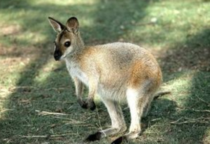 ガルちゃん動物園！