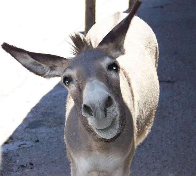 ガルちゃん動物園！
