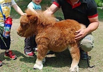 ガルちゃん動物園！