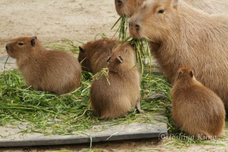 ガルちゃん動物園！