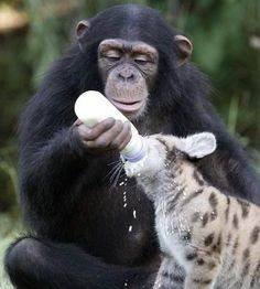 ガルちゃん動物園！