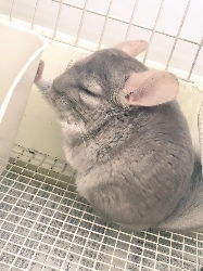 ガルちゃん動物園！
