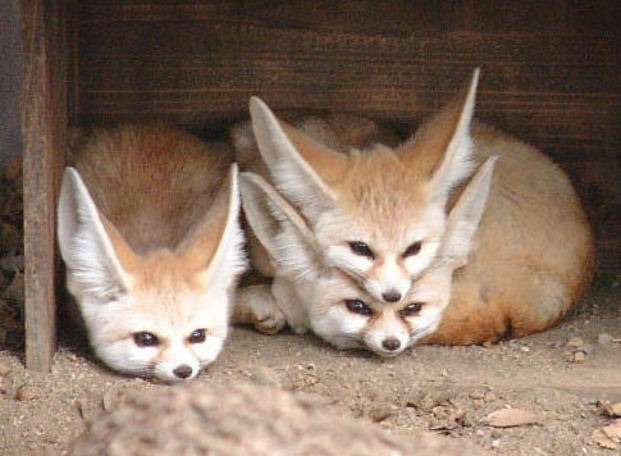 ガルちゃん動物園！