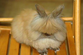 ガルちゃん動物園！