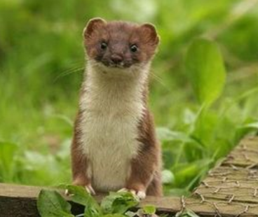 ガルちゃん動物園！