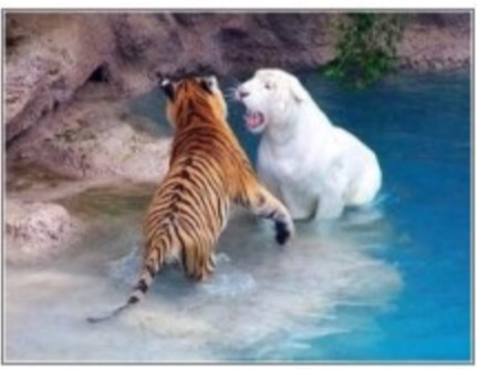 ガルちゃん動物園！