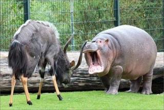 ガルちゃん動物園！