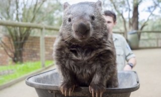 ガルちゃん動物園！