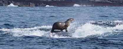 クジラの背に乗るアシカの写真が話題