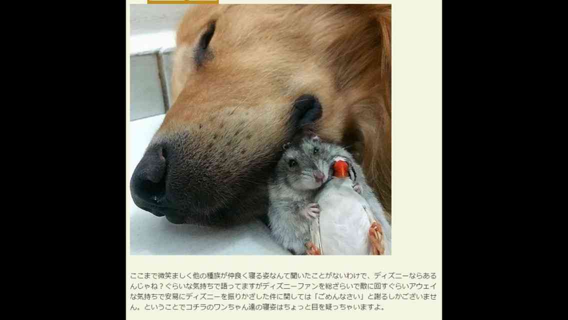 クジラの背に乗るアシカの写真が話題