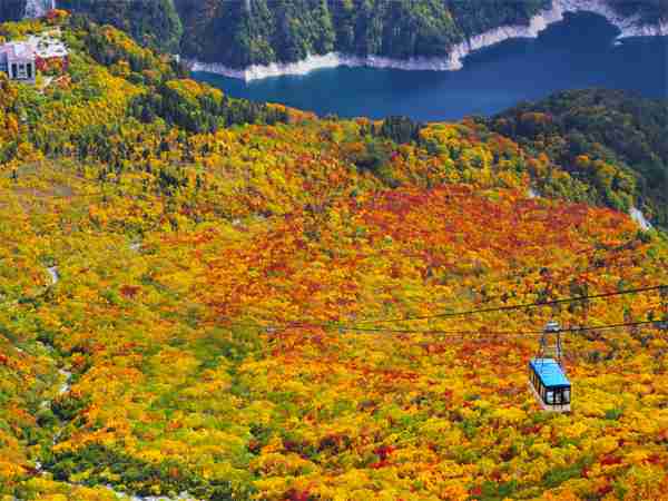 今年の紅葉どこに見に行きたいですか?