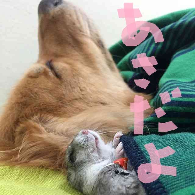 できるだけ文字入力をせずに手書きの文章と絵で話すトピ