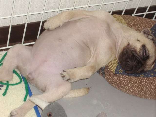 犬の日常生活