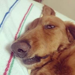犬の日常生活
