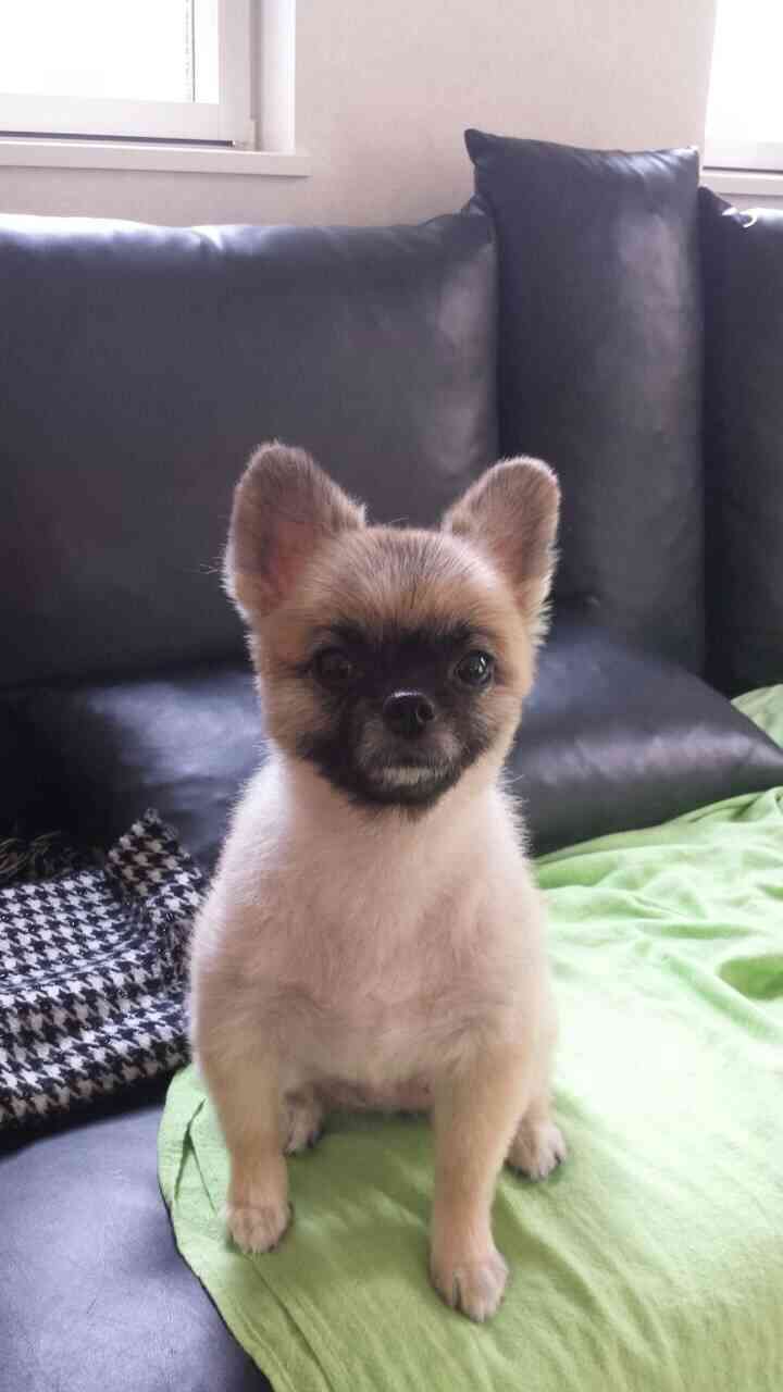 犬の日常生活