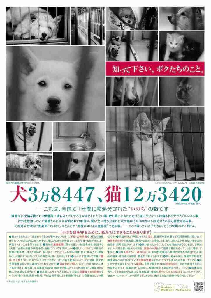 犬の日常生活