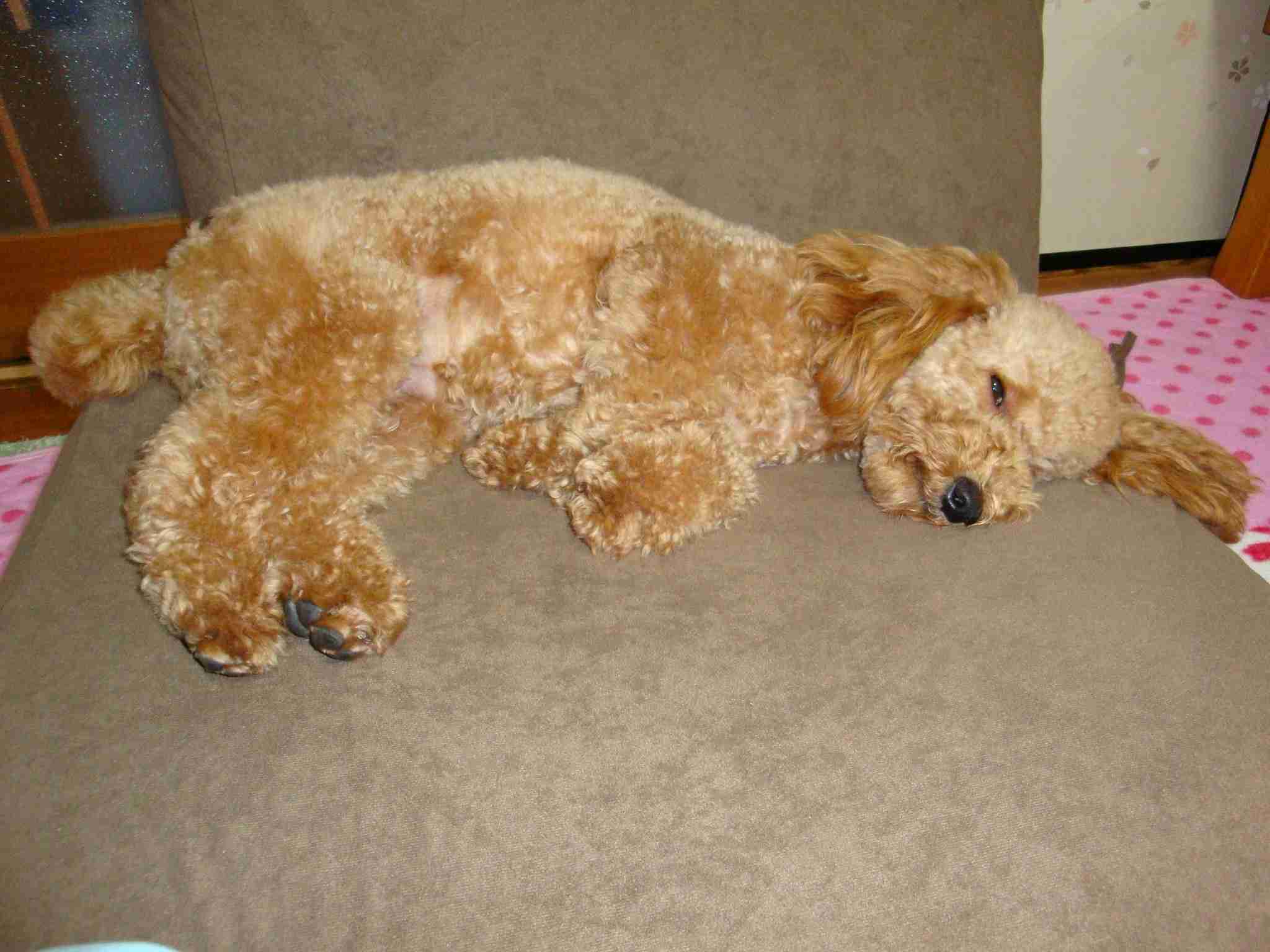 犬の日常生活