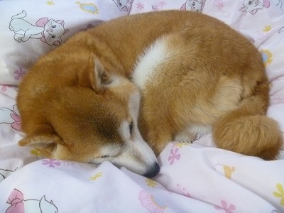犬の日常生活